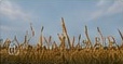 Agriculture & Fertilizers